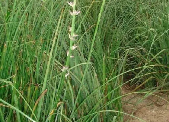 种植前景|知母亩产量多少斤