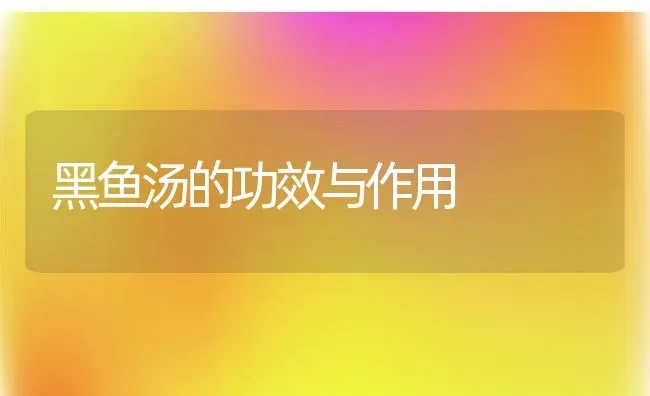 黑鱼汤的功效与作用 | 养殖资料投稿