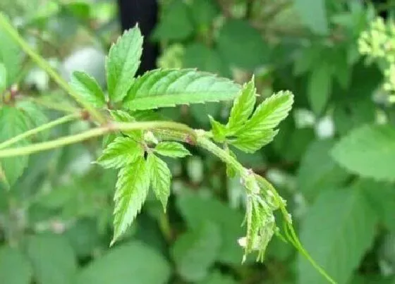 种植前景|绞股蓝年亩产量多少斤 亩产量及效益