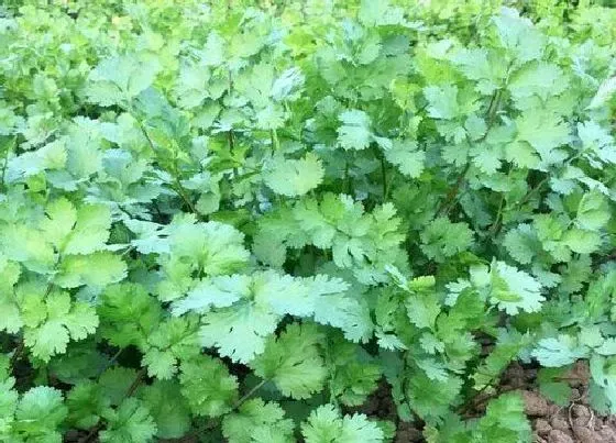 蔬菜|冬天大棚种植蔬菜品种大全 冬季大棚种植什么菜最赚钱