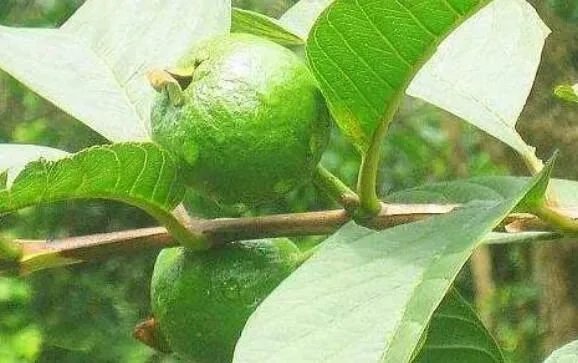 石榴叶泡水的功效与作用