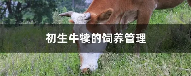 初生牛犊的饲养管理