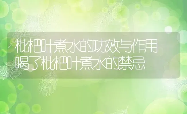 枇杷叶煮水的功效与作用 喝了枇杷叶煮水的禁忌 | 养殖资料投稿