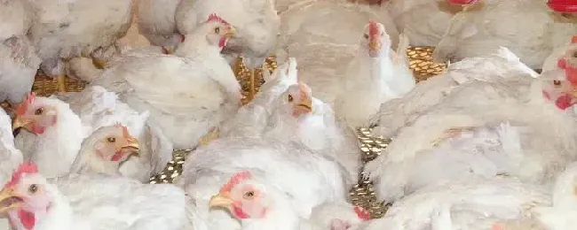 肉鸡养殖全程技术后期如何快速增重