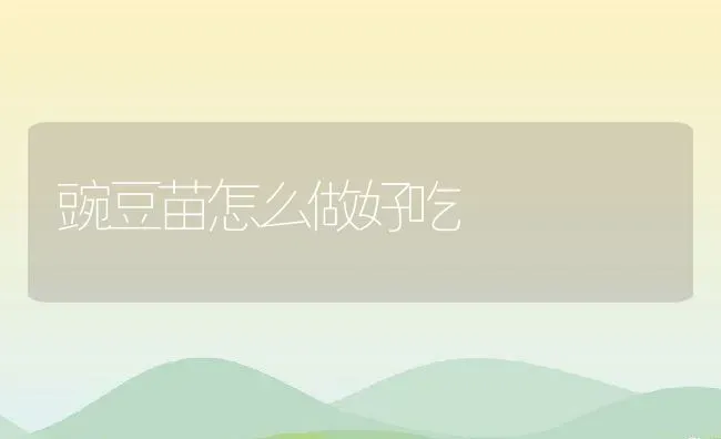 豌豆苗怎么做好吃 | 养殖资料投稿