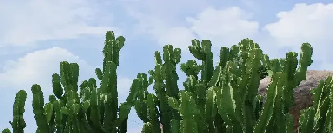 仙人掌什么时候嫁接