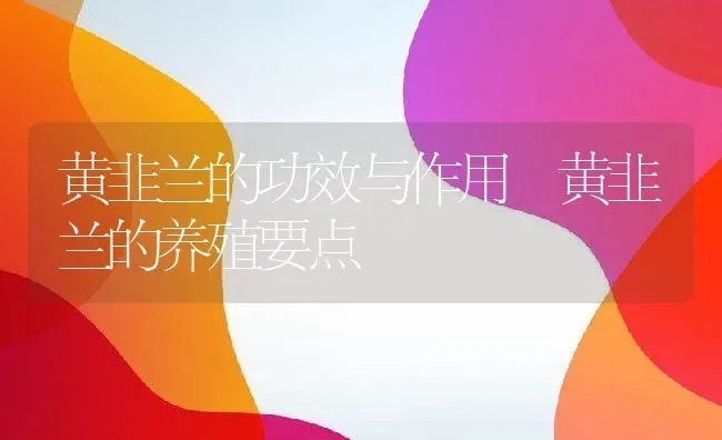 黄韭兰的功效与作用 黄韭兰的养殖要点 | 养殖资料投稿