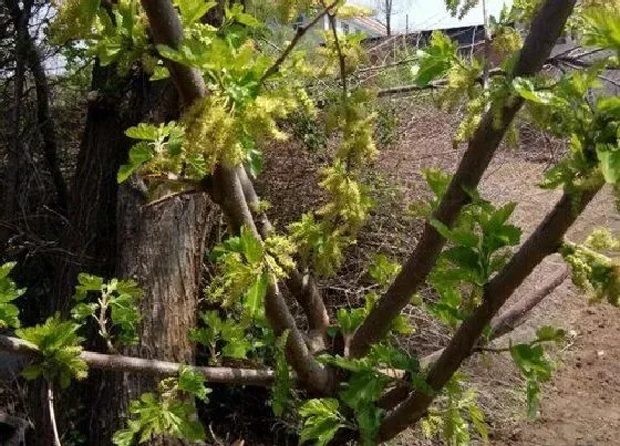 树木|祠堂前适合种什么树