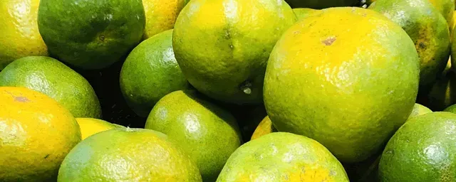 柑橘溃疡病怎样防治