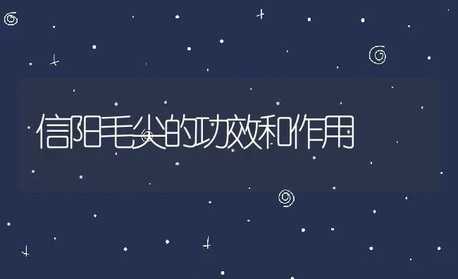 信阳毛尖的功效和作用 | 养殖资料投稿