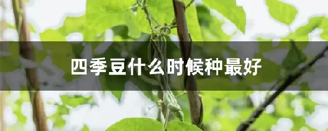 四季豆什么时候种最好