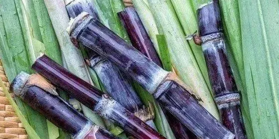 甘蔗的功效与作用 吃甘蔗的好处