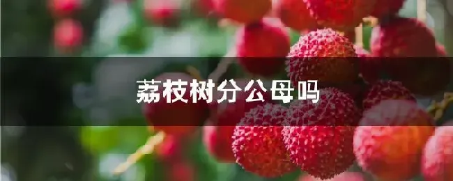 荔枝树分公母吗