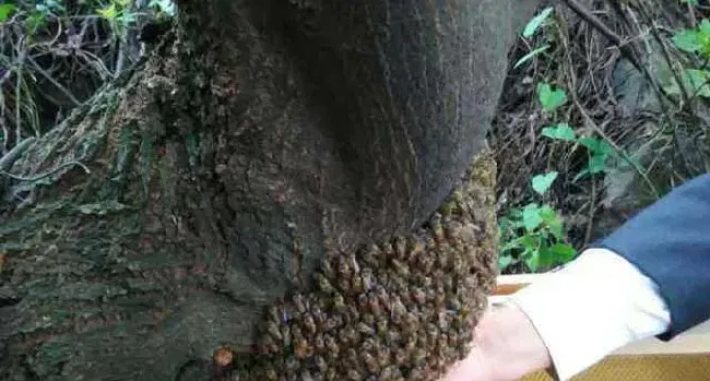 野生蜜蜂怎样抓回家养