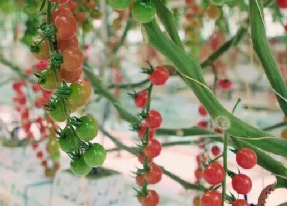 种菜|阳台种番茄时间和方法 阳台盆栽番茄注意事项