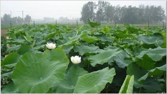 莲藕种植效益分析 | 热门养殖项目