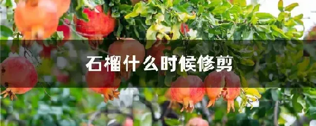 石榴什么时候修剪