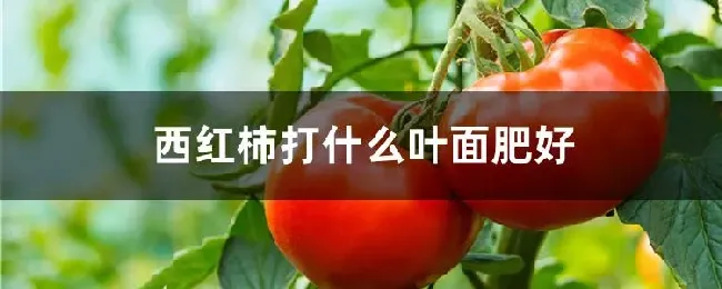 西红柿打什么叶面肥好