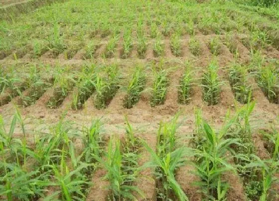 种植前景|生姜种植条件 栽种气候条件