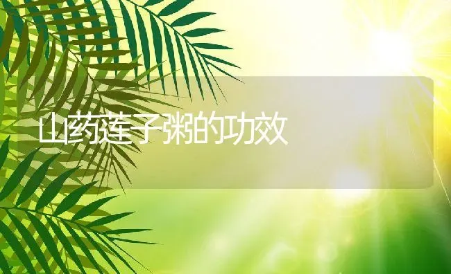 山药莲子粥的功效 | 养殖资料投稿