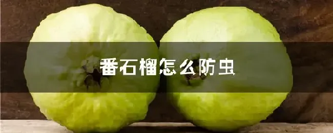 番石榴怎么防虫