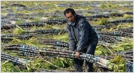 年年都有滞销，如何才能看清种植形势？ | 热门养殖项目