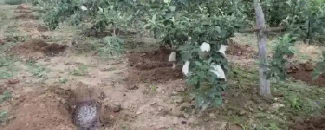 高磷水溶肥的主要作用什么时候用效果好