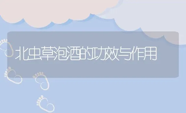 北虫草泡酒的功效与作用 | 养殖资料投稿