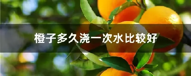 橙子多久浇一次水比较好