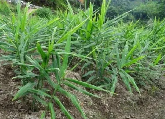 种植前景|生姜种植条件 栽种气候条件