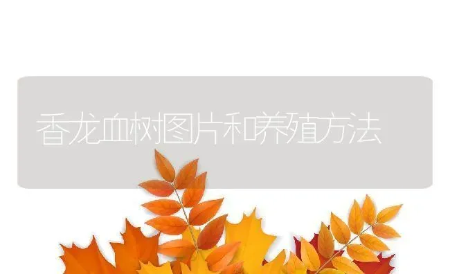 香龙血树图片和养殖方法 | 养殖资料投稿