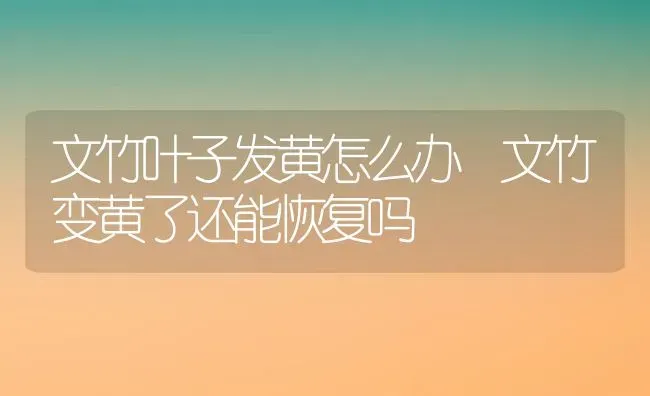 文竹叶子发黄怎么办 文竹变黄了还能恢复吗 | 养殖资料投稿