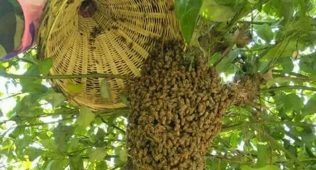 野生蜜蜂怎样抓回家养