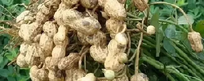 春季花生种植技术与管理花生专用肥料