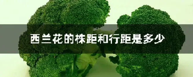 西兰花的株距和行距是多少