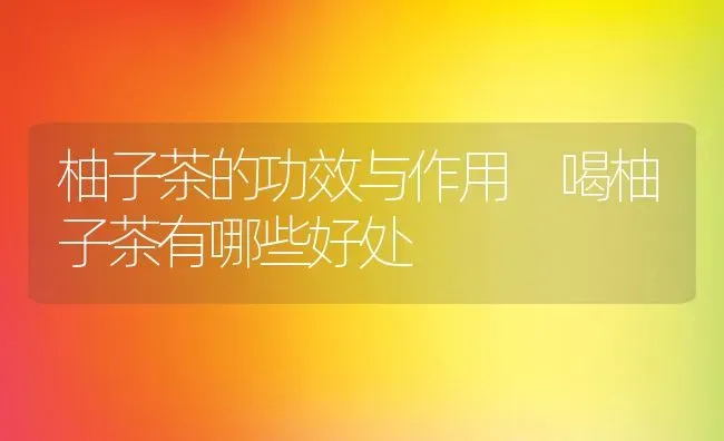 柚子茶的功效与作用 喝柚子茶有哪些好处 | 养殖资料投稿