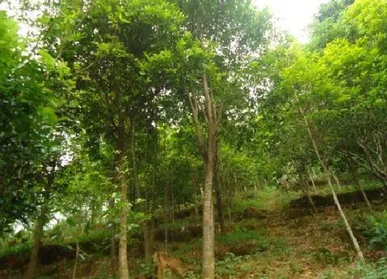 种植前景|沉香树种植条件 种植环境与气候要求