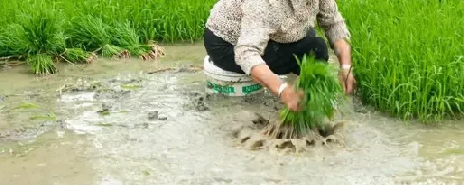 种田的顺序种地种什么利润大