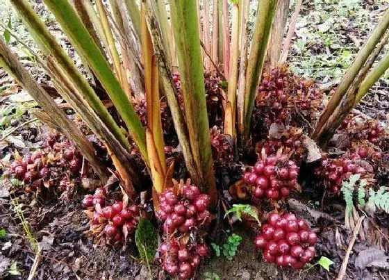 种植前景|草果种植条件 对生长环境的要求