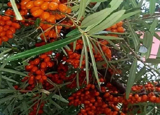 种植前景|沙棘种植条件 适宜种植在什么地方