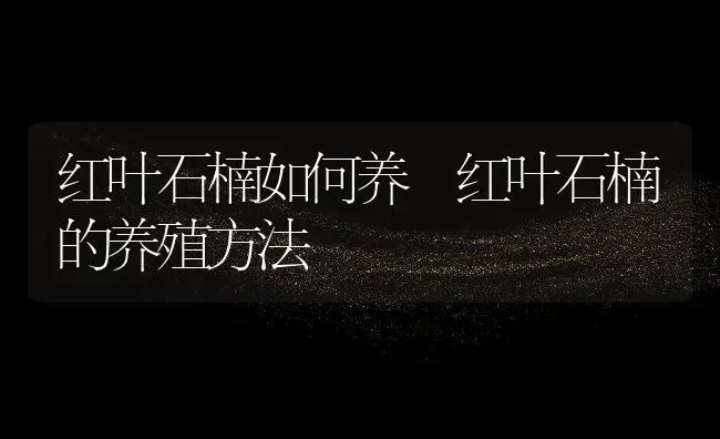 红叶石楠如何养 红叶石楠的养殖方法 | 养殖资料投稿