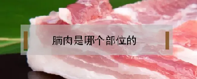 腩肉是哪个部位的