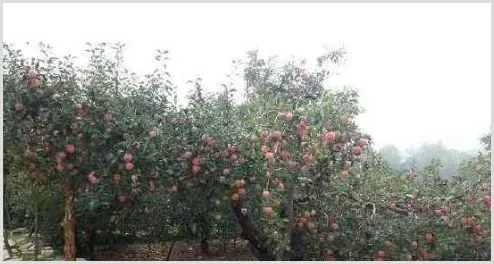 年年都有滞销，如何才能看清种植形势？ | 热门养殖项目