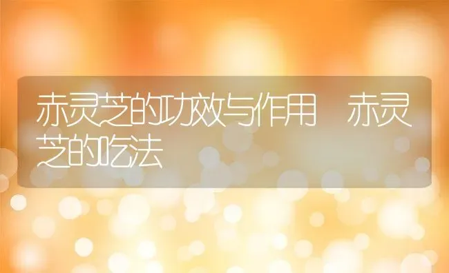 赤灵芝的功效与作用 赤灵芝的吃法 | 养殖资料投稿