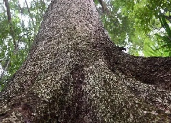 种植前景|金丝楠木南方可以种吗