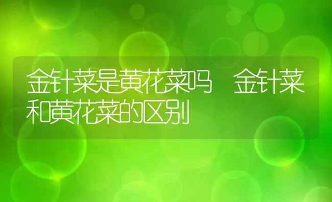 金针菜是黄花菜吗 金针菜和黄花菜的区别 | 养殖资料投稿