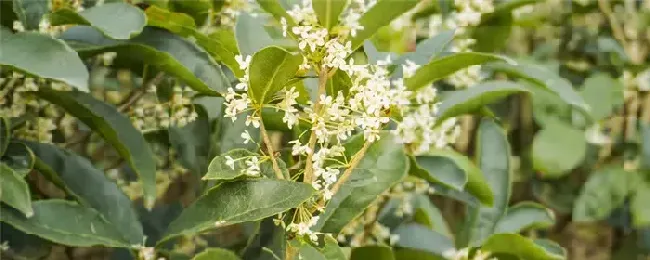 桂花树什么时候剪枝