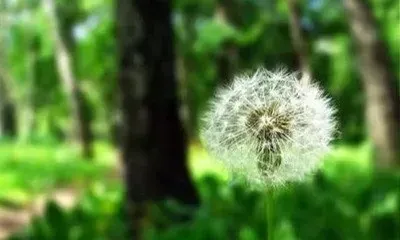 绯红蒲公英的功效与作用 绯红蒲公英的药用价值有哪些