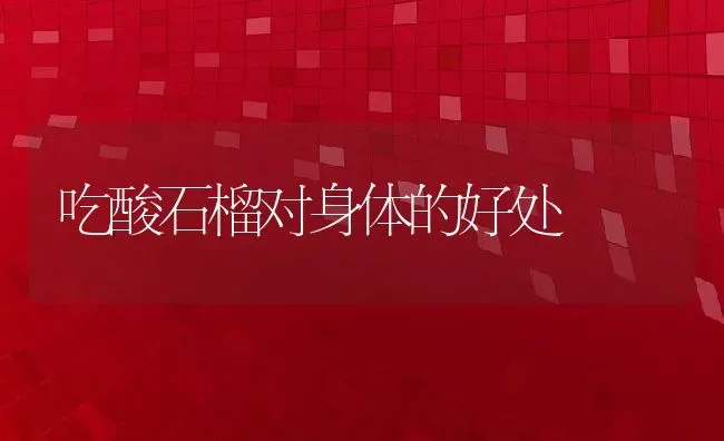 吃酸石榴对身体的好处 | 养殖资料投稿