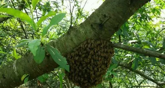 野生蜜蜂窝怎么寻找